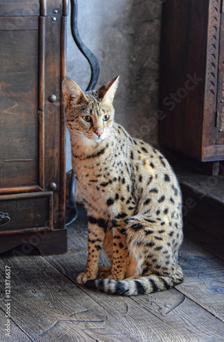 F1 Savannah Katze, Hybrid der erste Generation zwischen Serval und  Hauskatze Stock-Foto | Adobe Stock