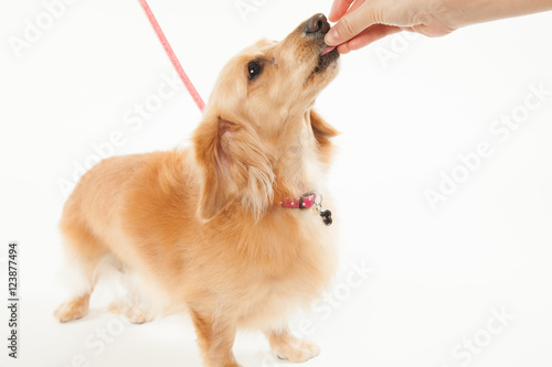 ミニチュアダックスフント