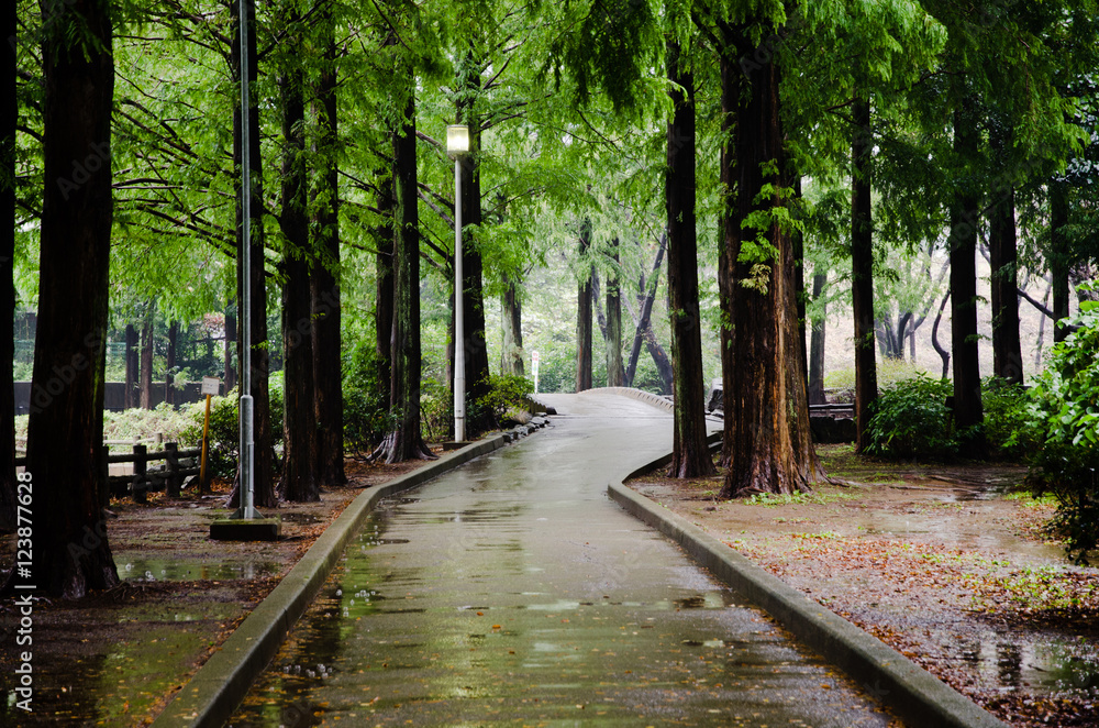 Obraz premium 雨の日の遊歩道
