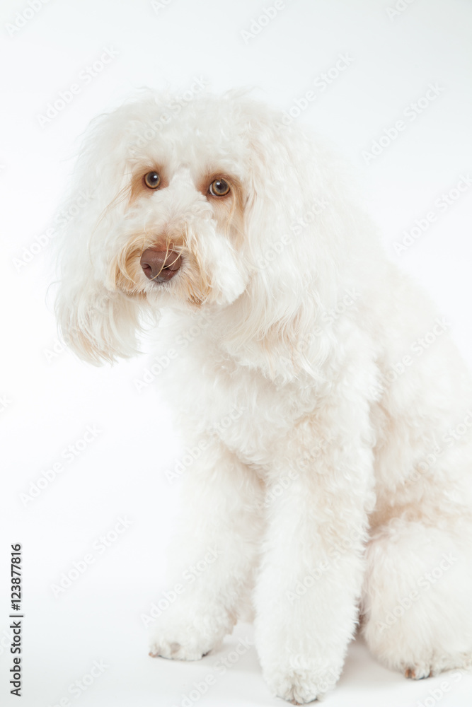 Obraz premium オーストラリアンラブラドゥードル