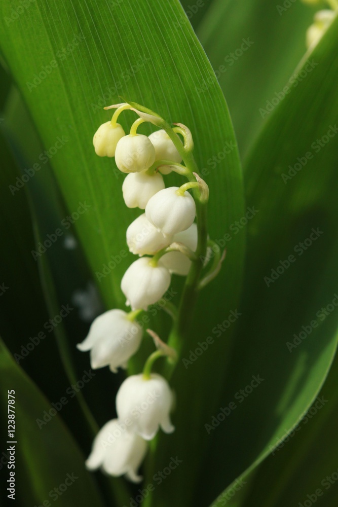Obraz premium lily of the valley