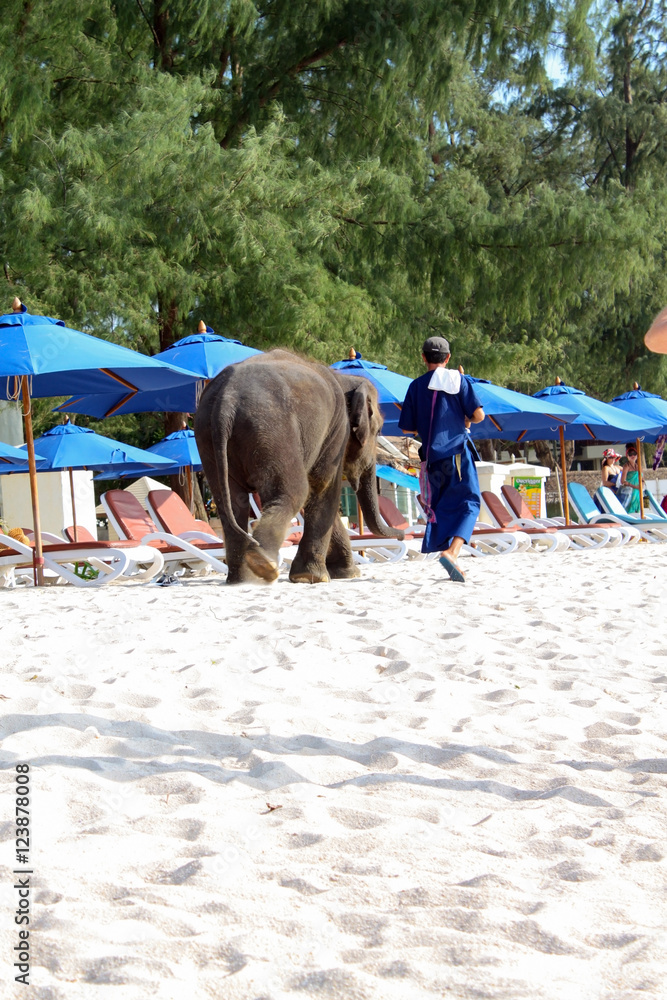 Obraz premium BANGTAO, PHUKET, THAILAND - NOVEMBER 06, 2013: baby elephant wal
