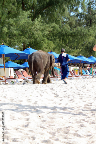 BANGTAO, PHUKET, THAILAND - NOVEMBER 06, 2013: baby elephant wal