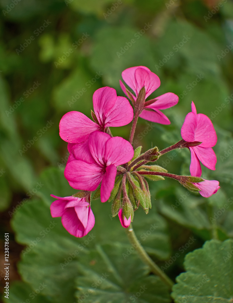pink geranium flowers closeup in the garden pink geranium flowers closeup in the garden
