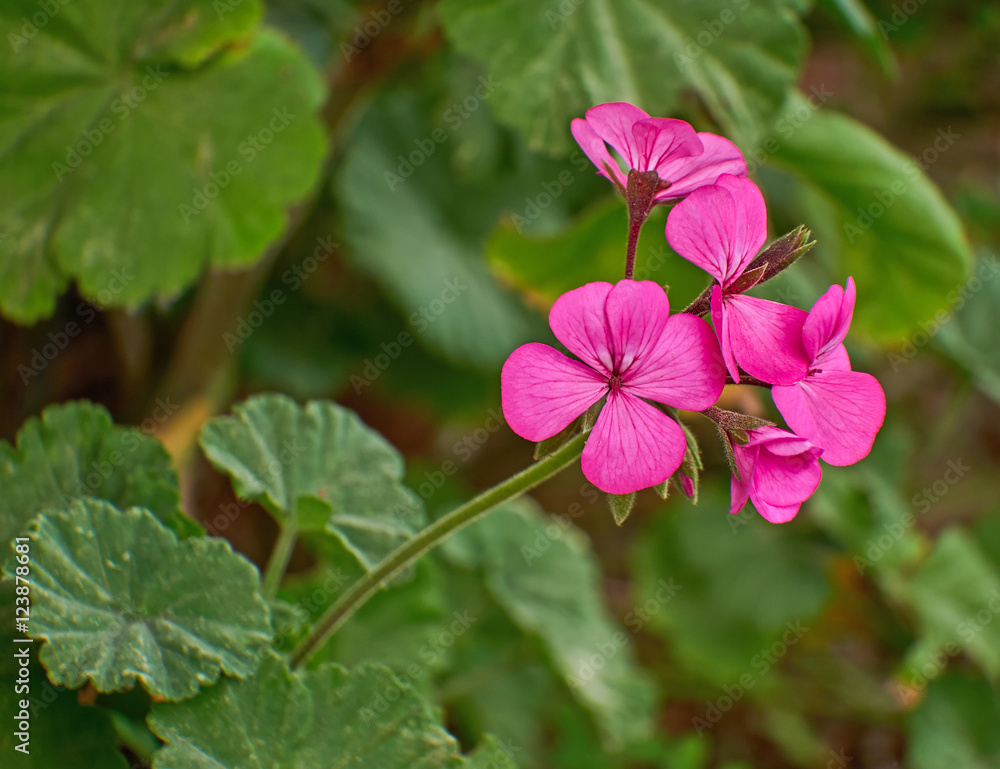 pink geranium flowers closeup in the garden