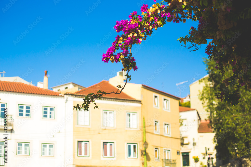Fototapeta premium flowers on european buildings background in a summer day