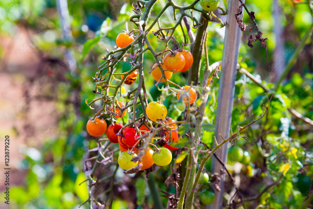 cherry tomato / 방울토마토