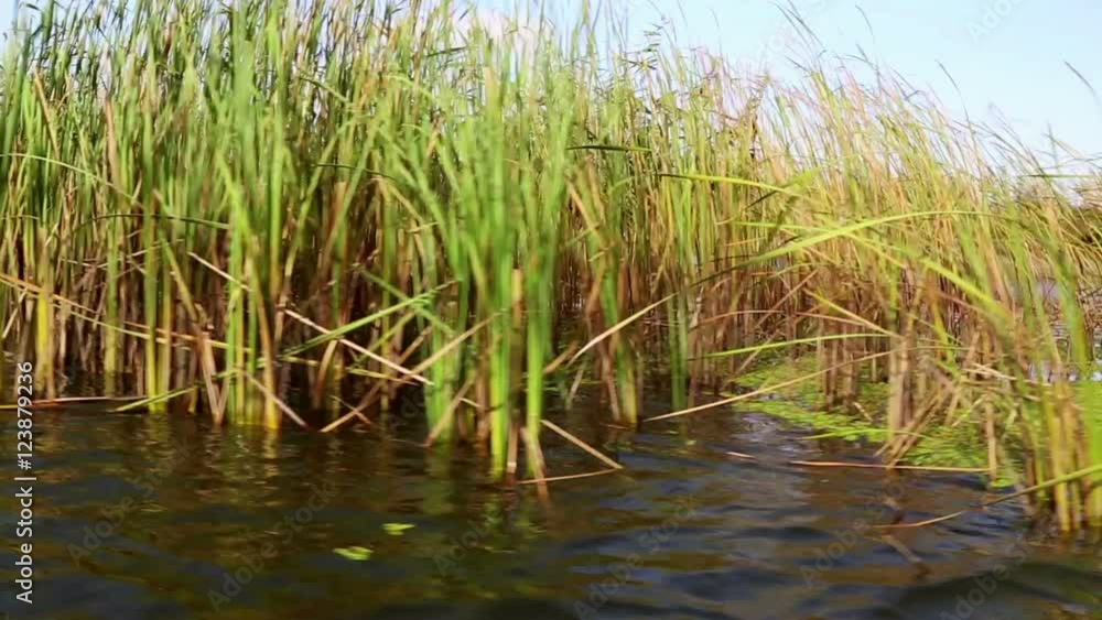 Danube delta wetlands in motion Danube delta wetlands in motion