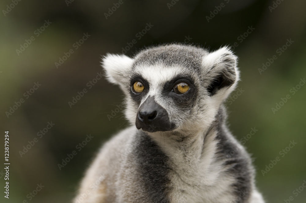 Lemur Kata