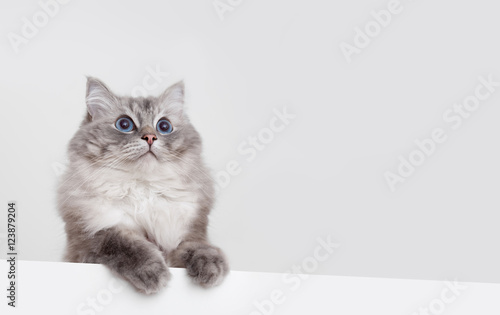 cute ragdoll cat with copyspace on white background