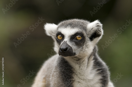 Lemur Kata © Katerina Mirus