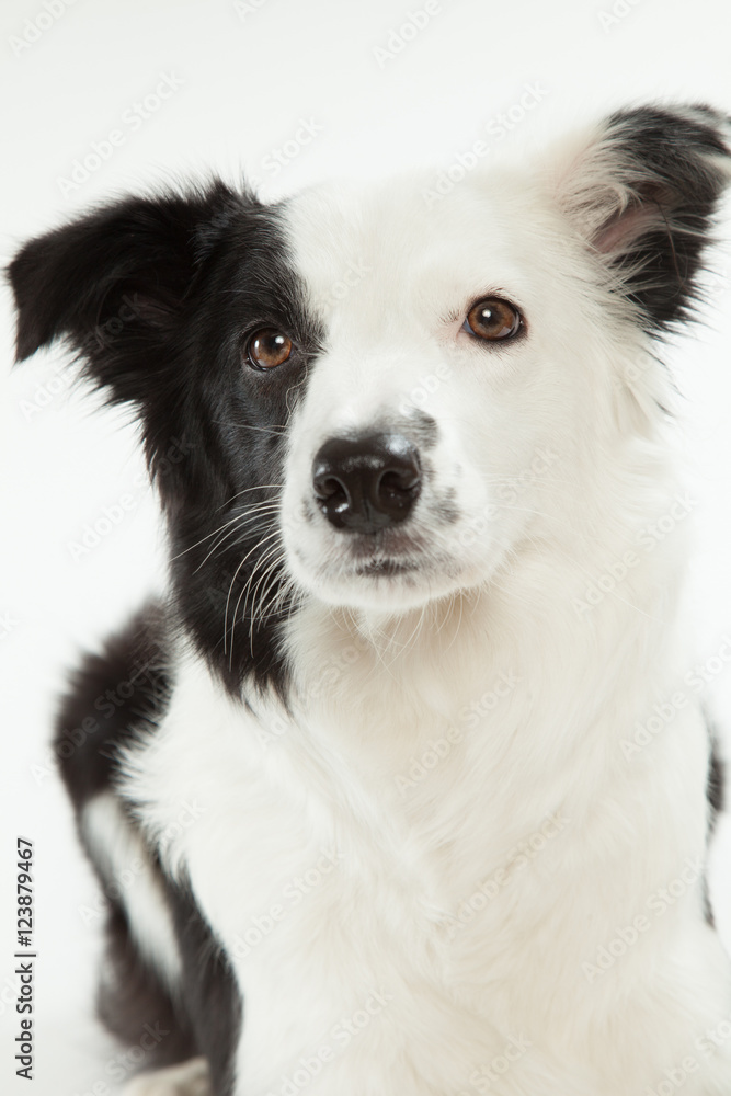 Fototapeta premium ボーダーコリー