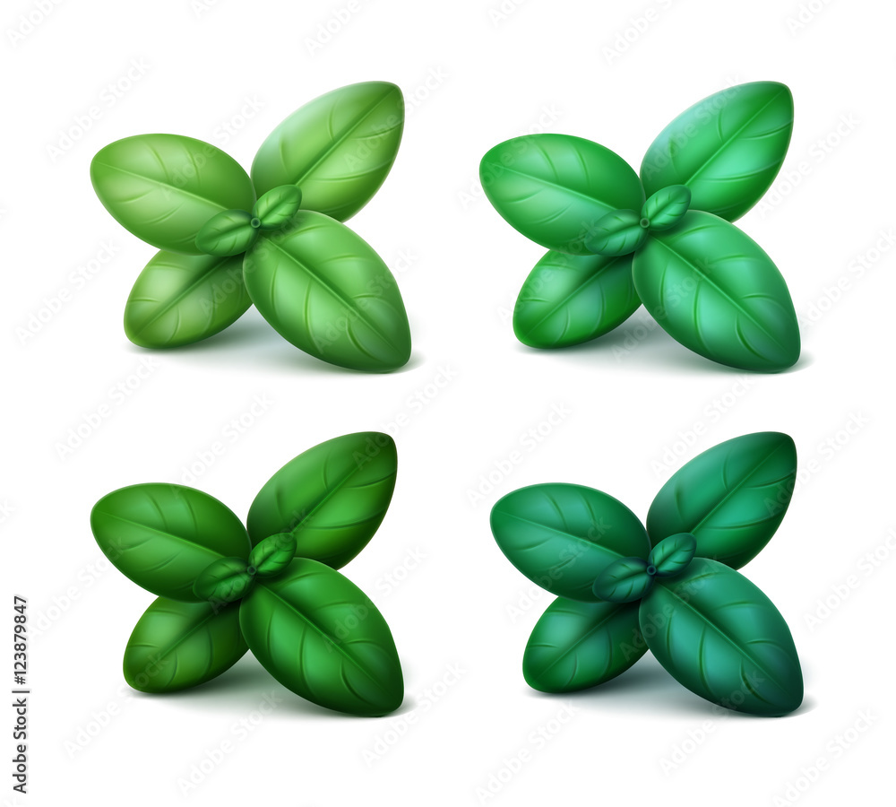 Vector Set of Green Fresh Basil Leaves Close up Isolated on White Background Vector Set of Green Fresh Basil Leaves Close up Isolated on White Background