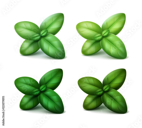 Vector Set of Green Fresh Basil Leaves Close up Isolated on White Background
