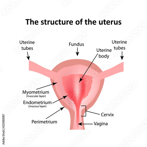 The structure of the uterus. The endometrium, myometrium, the fallopian tubes. Infographics. Vector illustration on isolated background