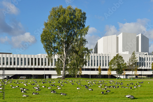 Flock of Barnacle geese (Branta leucopsis) on field on background of Finlandia Hall