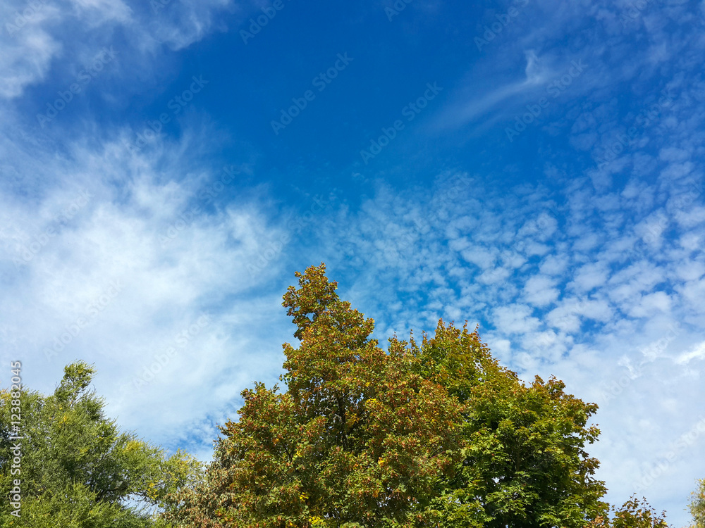 Beautiful tops of autumn trees and blue sky/Beautiful tops of autumn trees and blue sky Beautiful tops of autumn trees and blue sky/Beautiful tops of autumn trees and blue sky