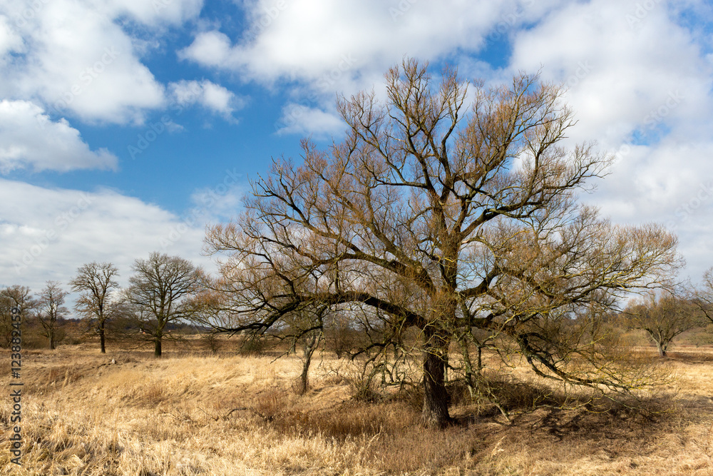 On the banks of the Pregel