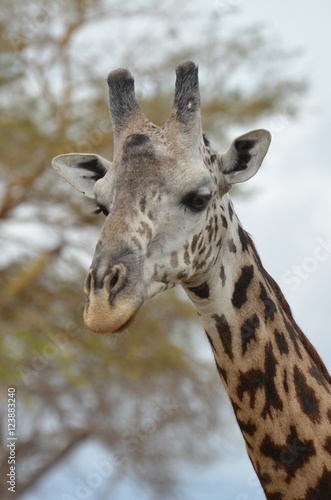 Giraffe in the savannah in Selous game reserve in Tanzaniain east africa