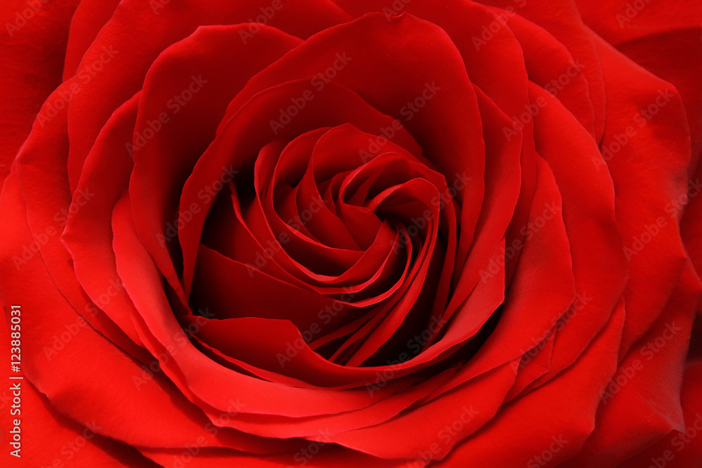 red rose red rose