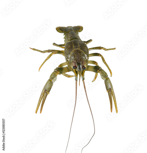 alive crayfish isolated on white background