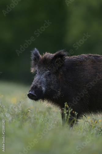 wild boar portrait