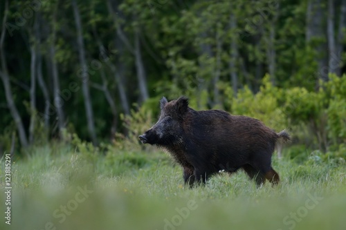 wild boar, forest background
