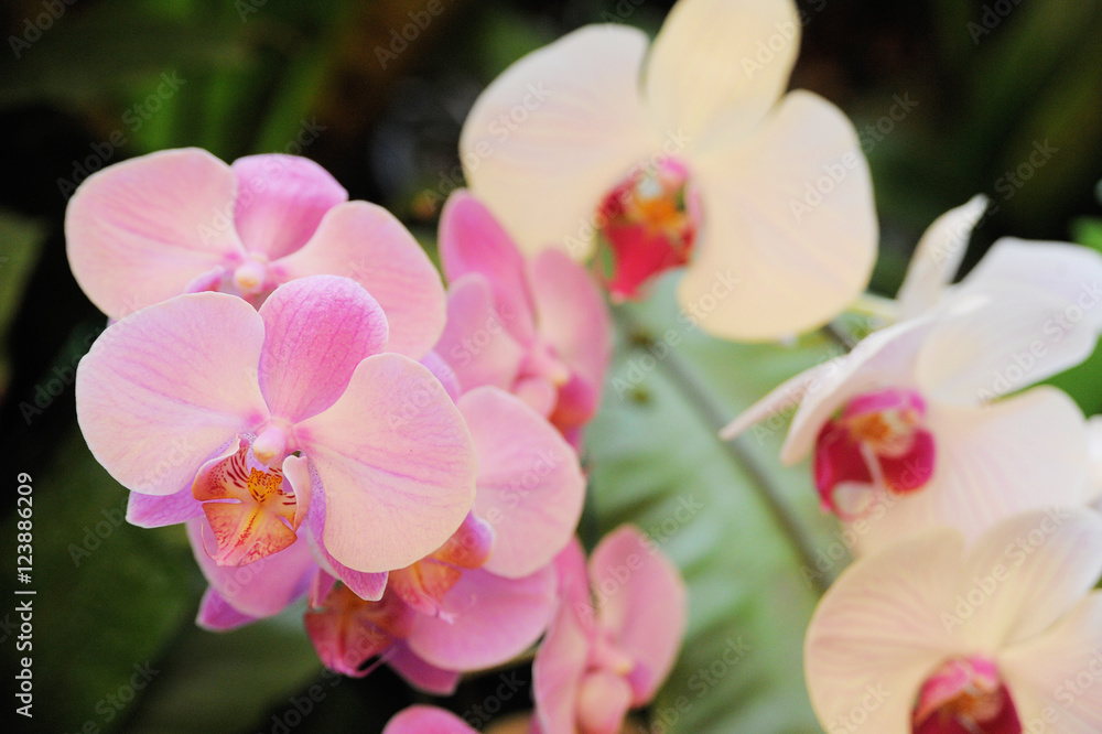 Obraz premium Pink Orchids