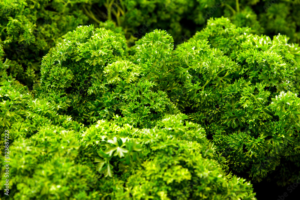 fresh green parsley