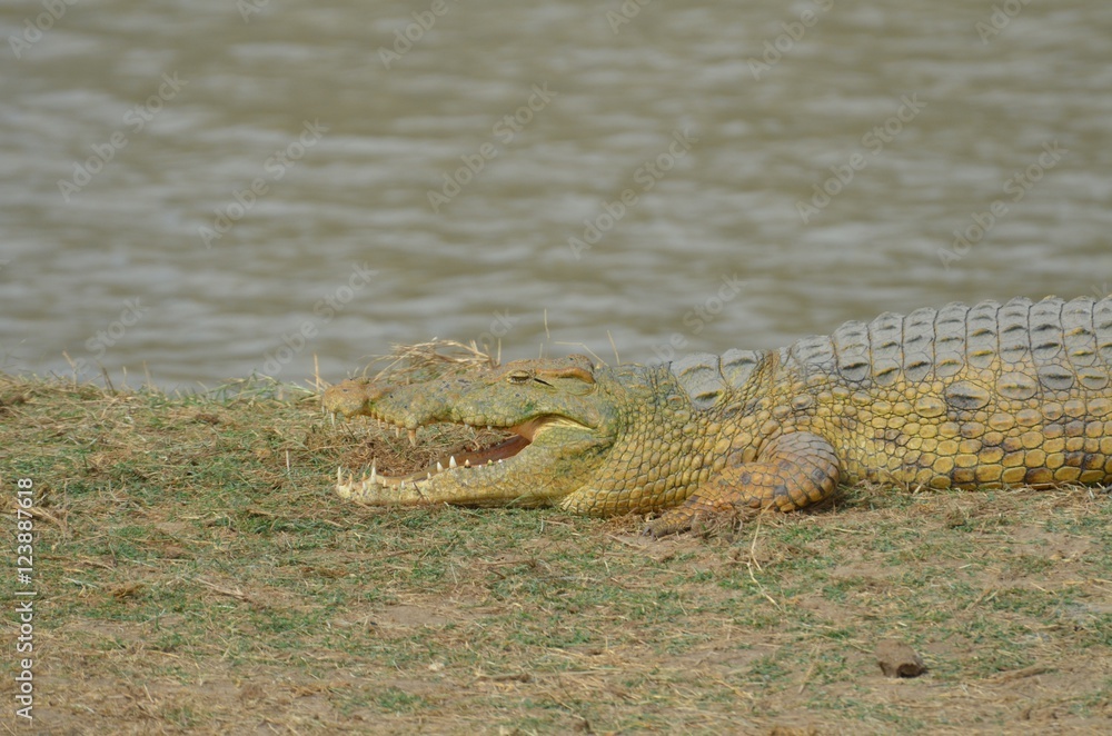 Naklejka premium cocodrile near waterhole in Selous Game reserve in Tanzania east Africa 