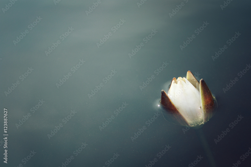 Water lily bloom in the lake. Kenozersky Park.