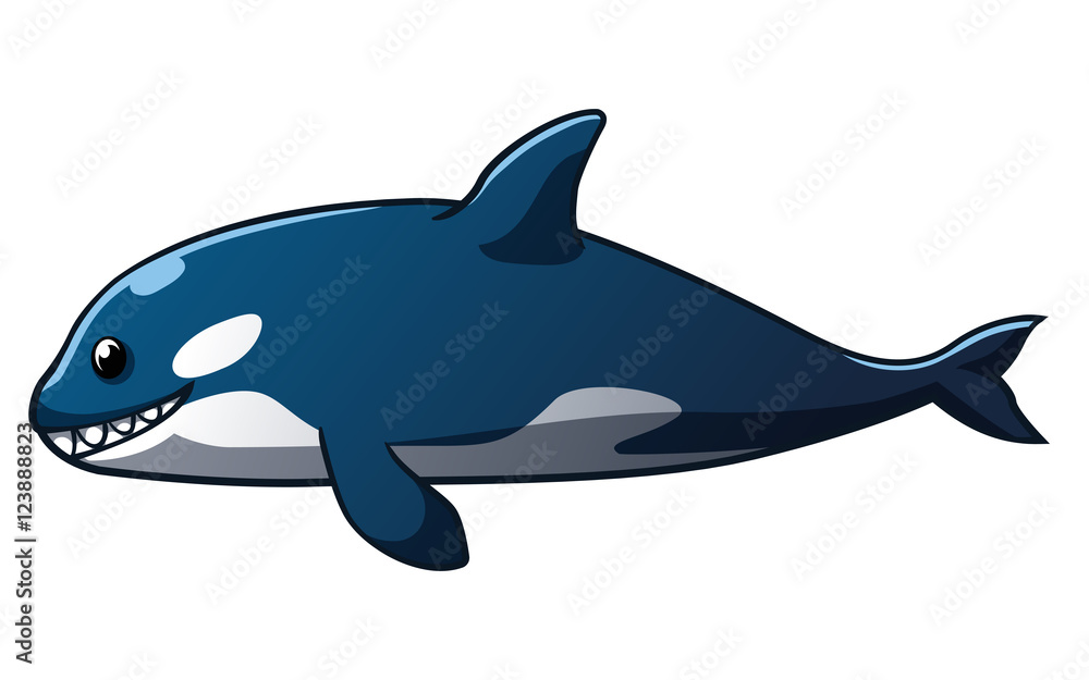 Killer whale Killer whale