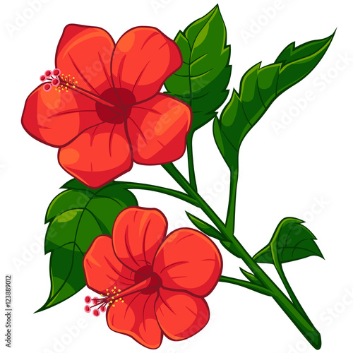Foto Cartoon of red Hibiscus