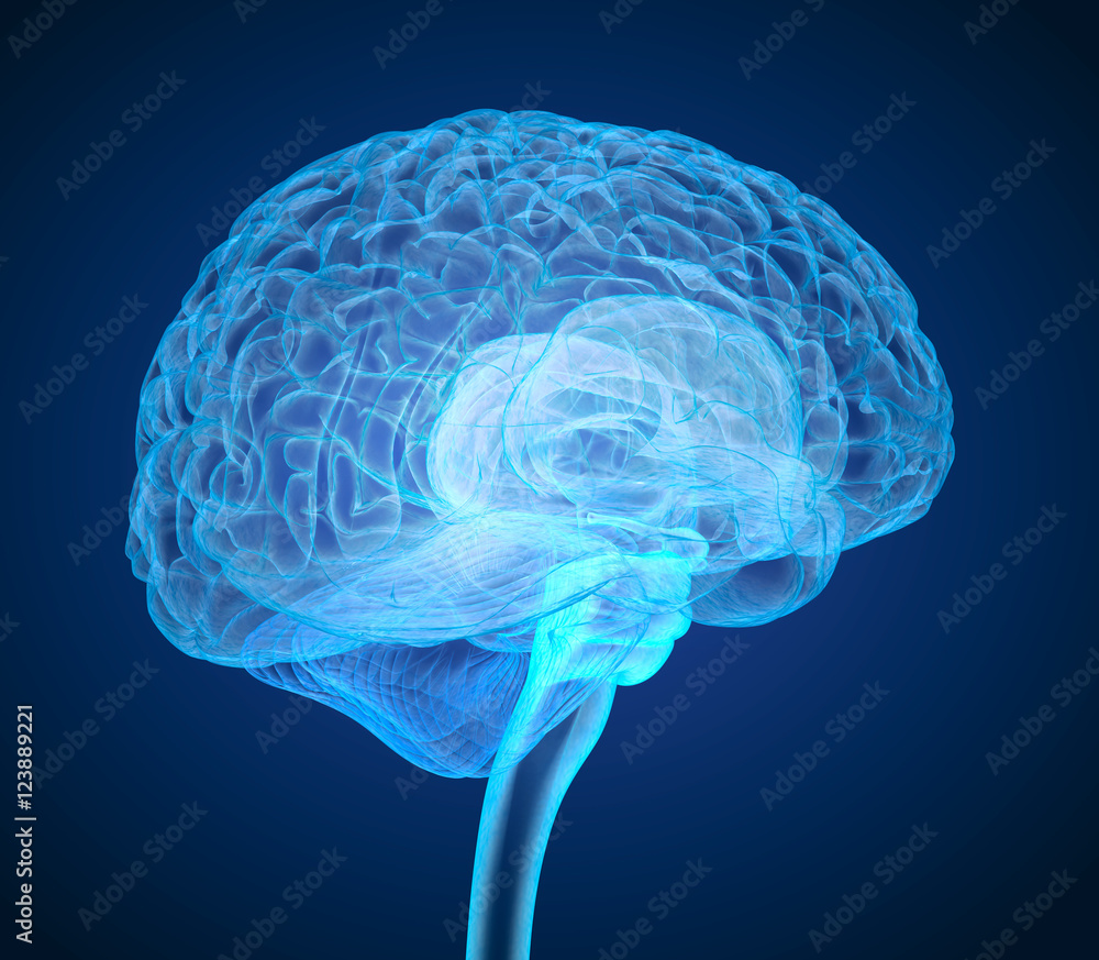 Human brain X-ray scan , Medically accurate 3D illustration Stock ...