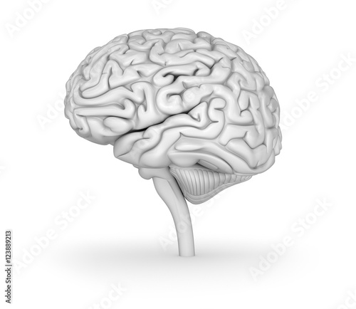Human brain 3D model. Medically accurate 3D illustration