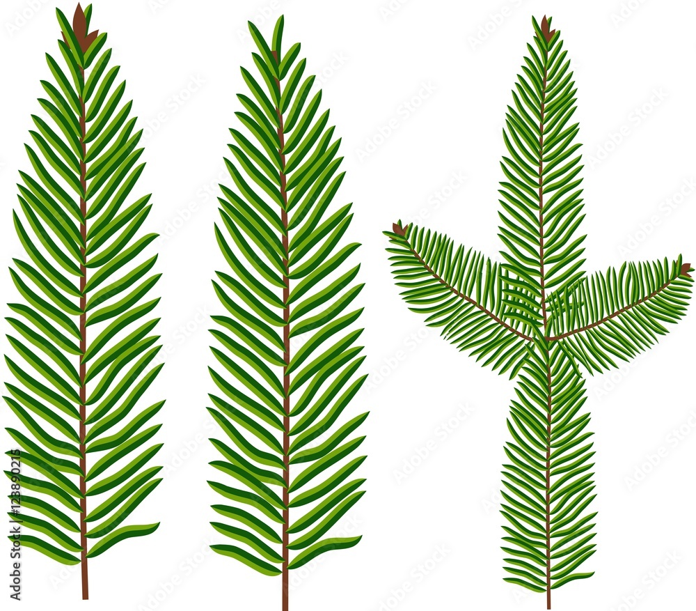 Fototapeta Brush of spruce, fir, Christmas tree, green and brown, vector illustration