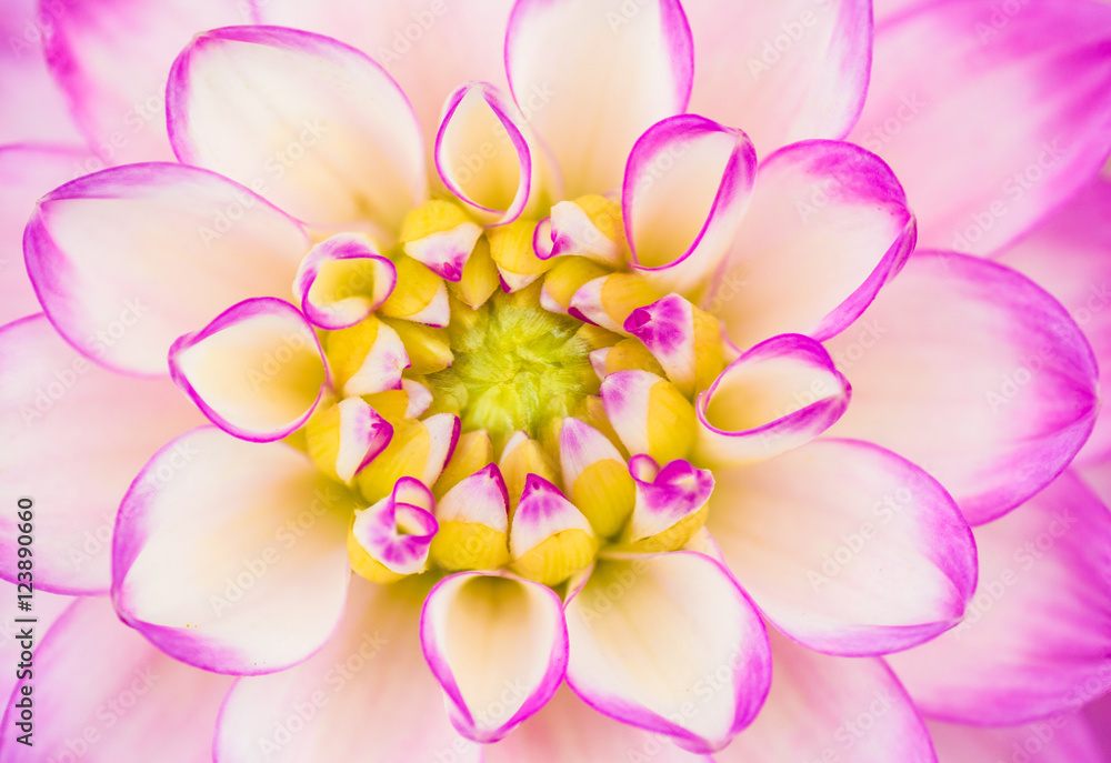 Fototapeta premium Dahlia Melody Dixie