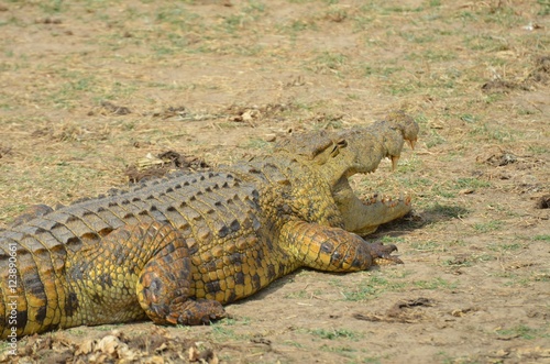 cocodrile near waterhole in Selous Game reserve in Tanzania east Africa 
