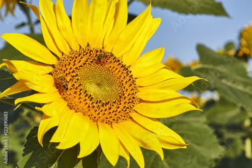 Sunflower and bees in Tuscany, summer landscape
