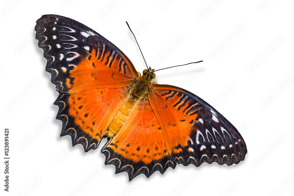 Naklejka premium Red Lacewing butterfly
