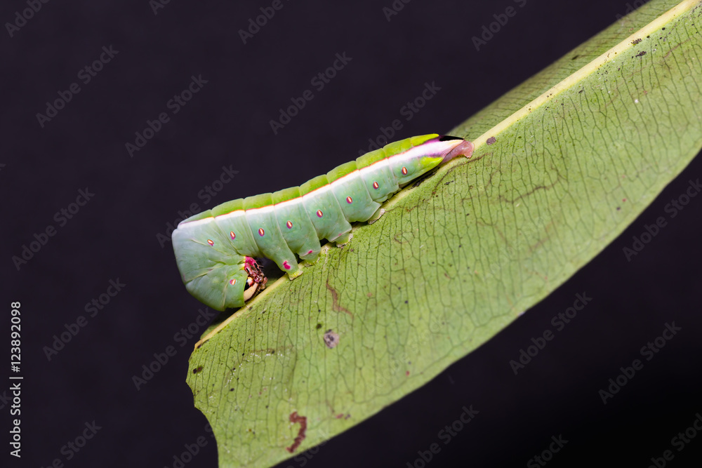 Moth caterpillar in nature