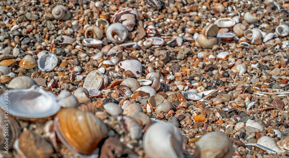 A variety of sea shells on the beach A variety of sea shells on the beach