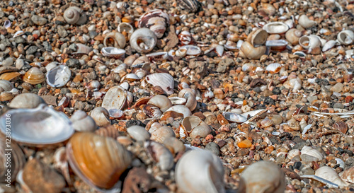 A variety of sea shells on the beach
