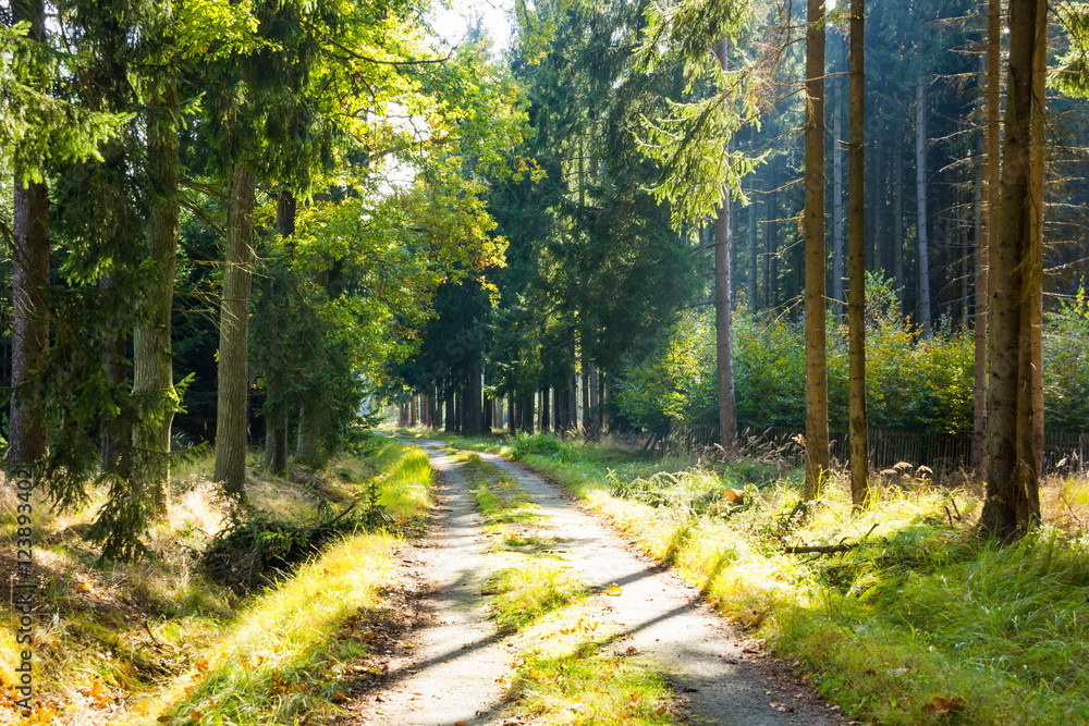 Obraz premium Road in forest