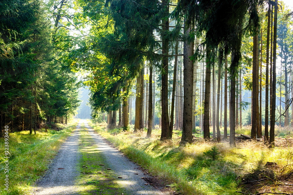 Fototapeta premium Road in forest