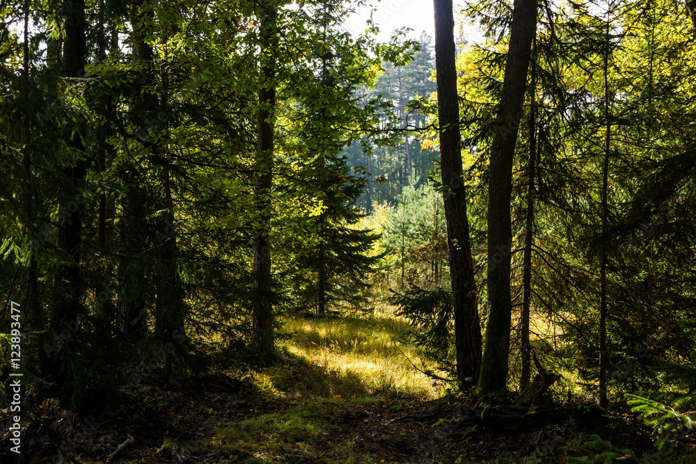 Obraz premium Autumn forest