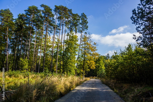 Road in forest