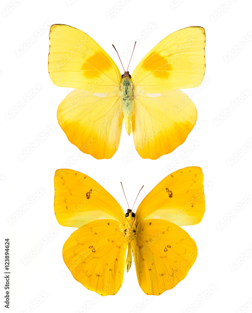 Yellow butterfly Yellow butterfly