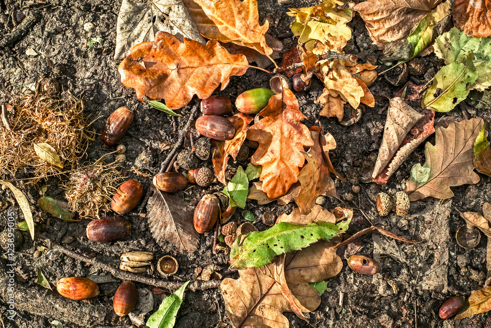 Autumn scene with walnuts and dry leaves on a ground, top view.