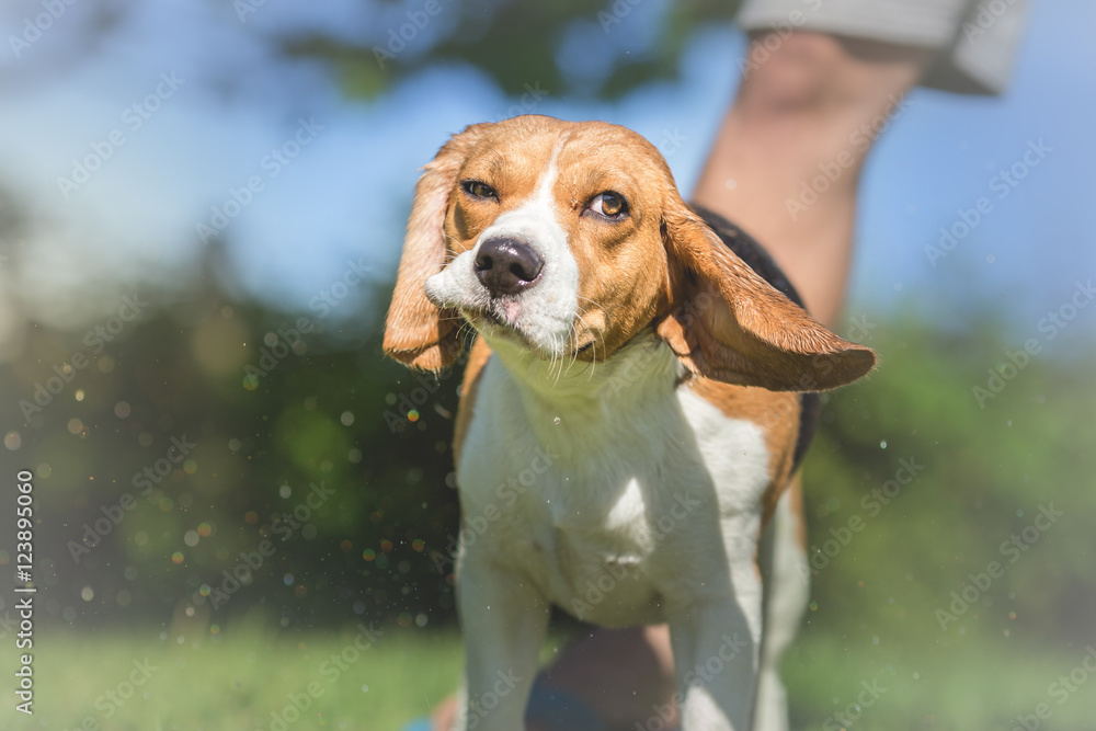 Portrait of Beagle dog After Bath Time